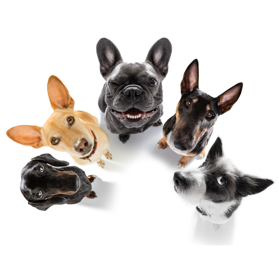 What type of dog 2024 is best for my family